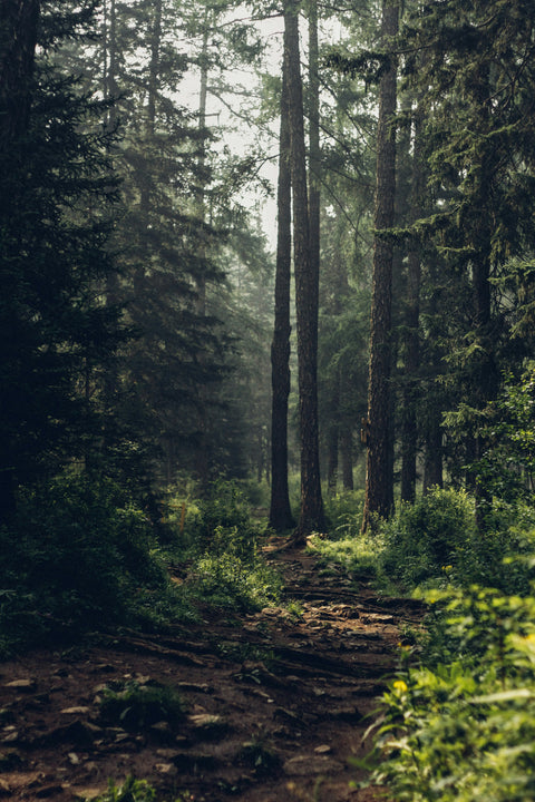 Waldspaziergang in Zürich