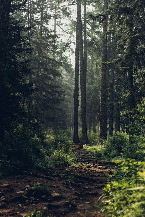 Wildkräuter Spaziergang über den Dächern Zürichs